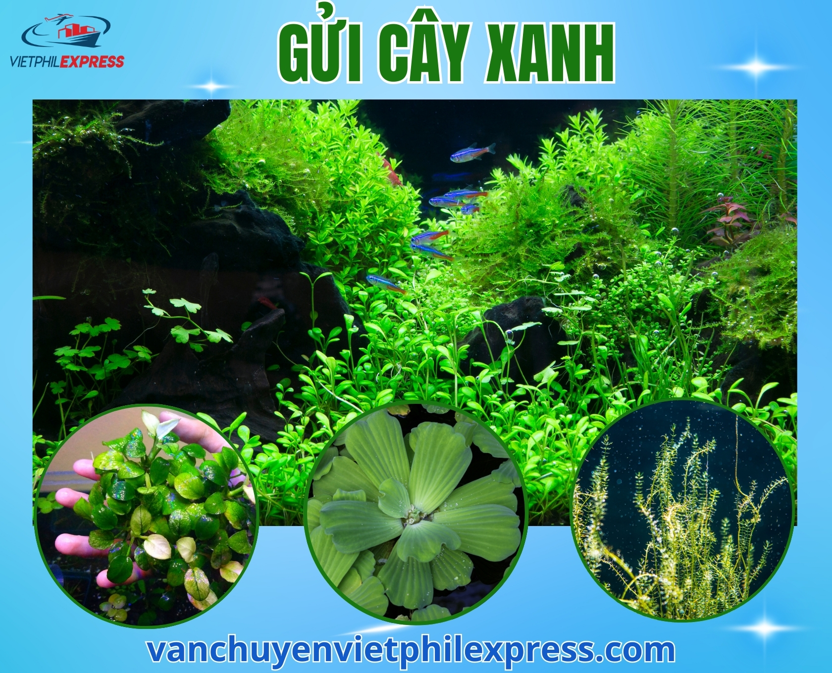 GỬI CÂY XANH